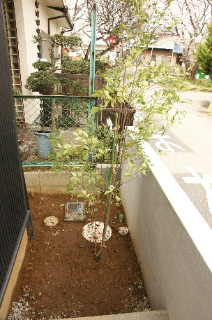 北玄関側の植栽 天然素材de小さな木の家
