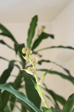 幸福の木の花13 Juno Cuisine