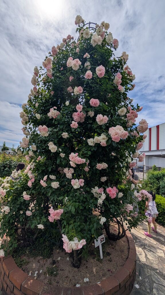 今関アキラコ、【薔薇】 砺波市のコカコーラさわやかパークで薔薇(バラ)🌹がキレイ✨️ : 富山