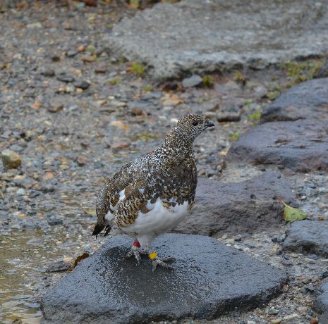 かわいい雷鳥 日本のうるし Blog