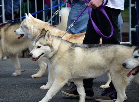 犬嫌いの芥川に太宰治がblのように惚れる ラノベ作家への道