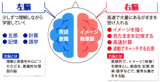 右脳派 左脳派 ぽっちゃりみー子の気ままブログ