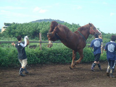 馬追い日記 音合わせ編 お祭り徒然草