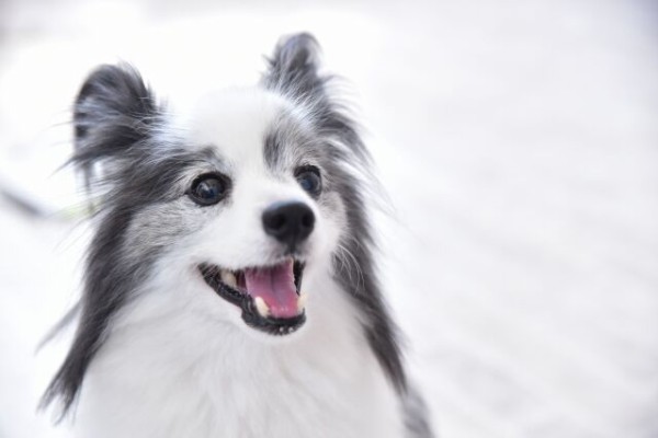 昔から猫や犬に好かれるんだけど何か変なオーラでも出てんのかな 女性様 鬼女 生活2chまとめブログ