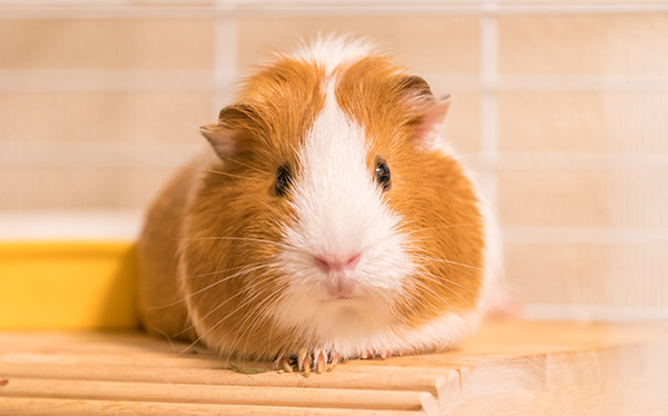 モルモットがどういう動物かを調べた上で飼い始めたのに彼氏が文句ばっか言ってて引いた 女性様 鬼女 生活2chまとめブログ