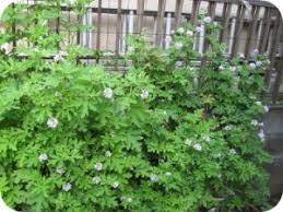 庭と玄関口と裏口に蚊連草を植えてあるんだけど 裏の奥さん あの植物臭いから抜いてほしい 奥さんにある事を言ったら何も言わずに引き返して行った 女性様 鬼女 生活2chまとめブログ