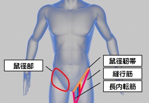 股関節 軟部組織損傷 鼠径部痛症候群 グロインペイン症候群 柔整学生による柔整学生のためのブログ