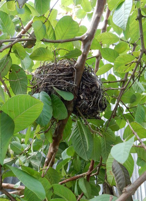 バンジロウ（グァバ）収穫 : 種子島のブログ