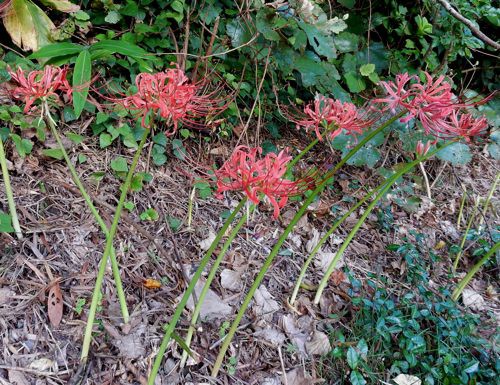 彼岸花咲く 種子島のブログ