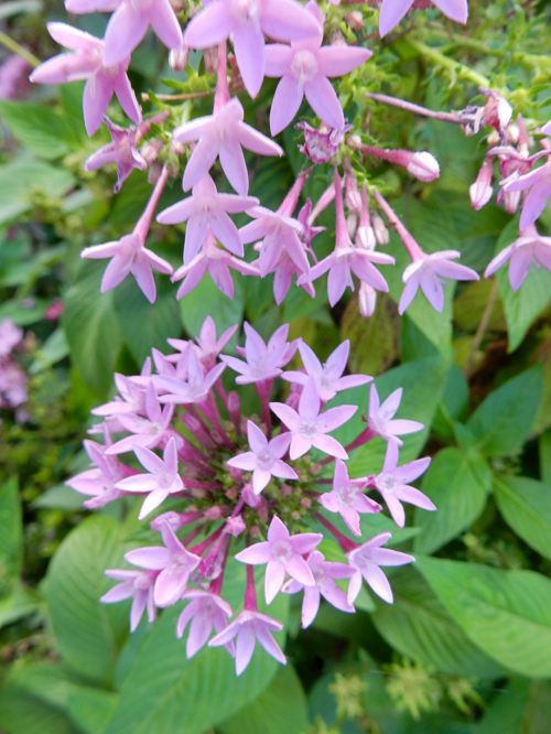 秋の草花 種子島のブログ