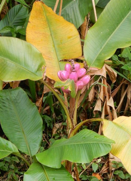 ピンクのバナナ 種子島のブログ