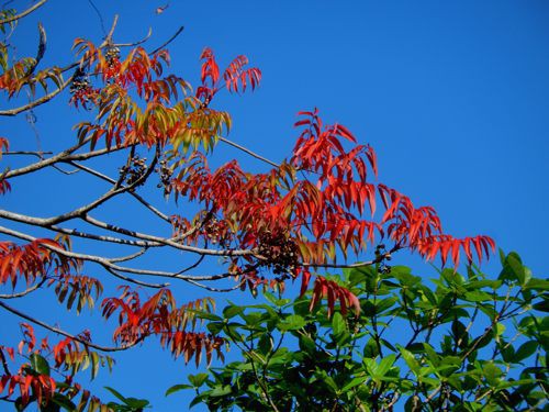 冬の草花 種子島のブログ