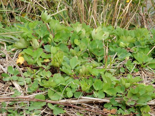 ボタンボウフウの天ぷら 種子島のブログ