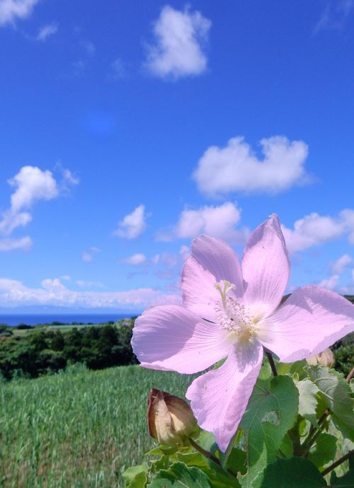 瓢箪（ひょうたん）の数々 : 種子島のブログ