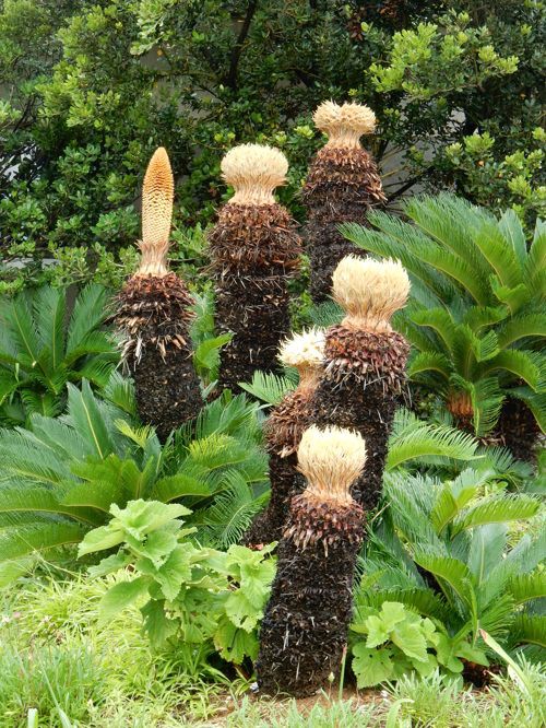 珍ソテツ花 種子島のブログ
