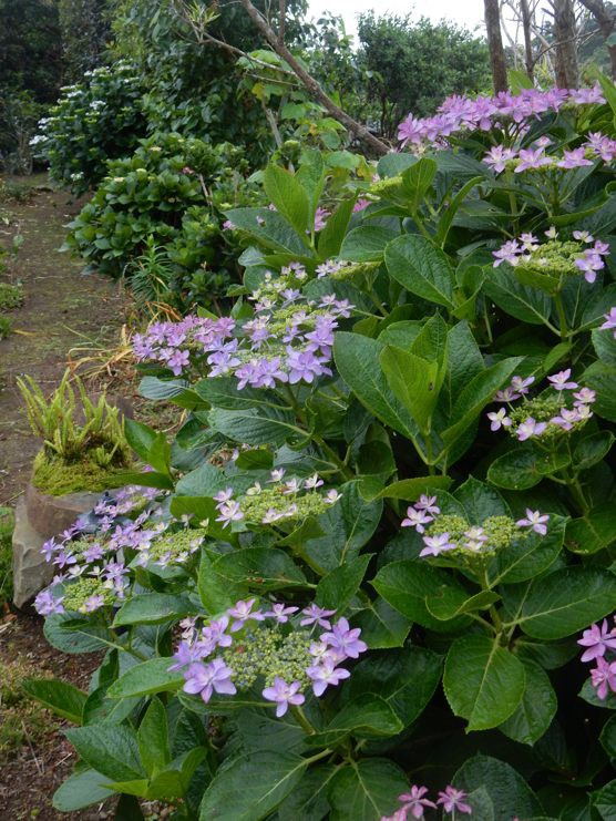 紫陽花そろそろ見頃 種子島のブログ