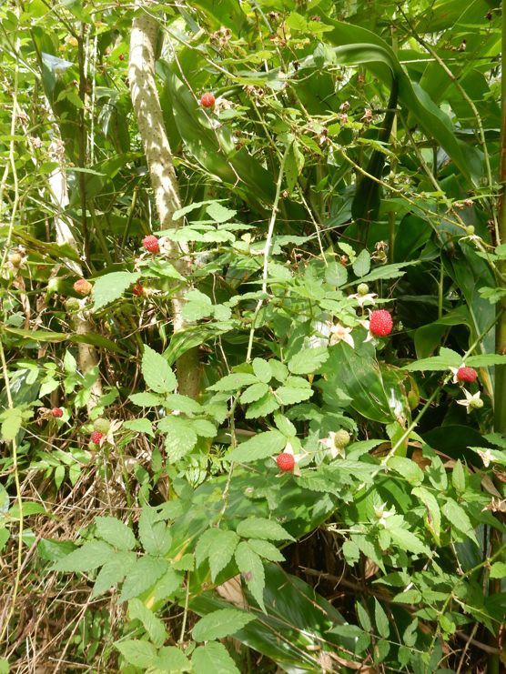 野イチゴ狩りの季節 種子島のブログ