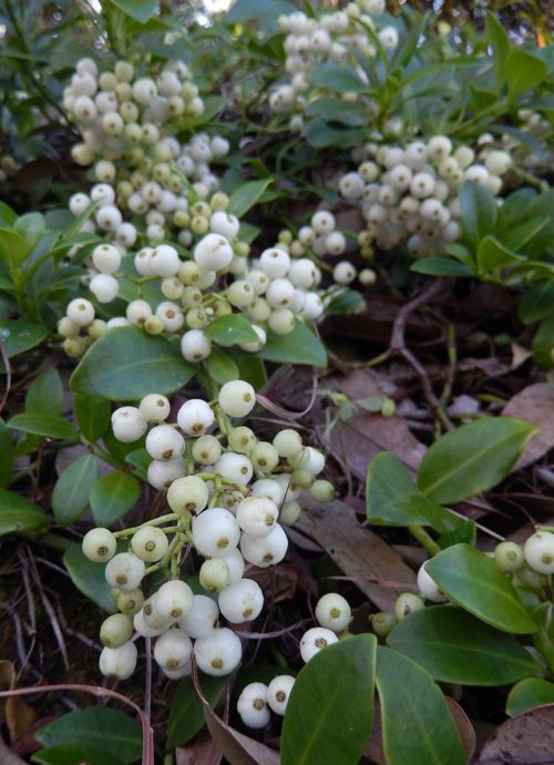冬の草花 種子島のブログ