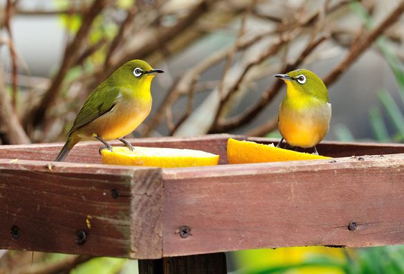 我が家の野鳥 種子島のブログ