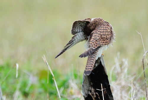 久しぶりに探鳥 種子島のブログ