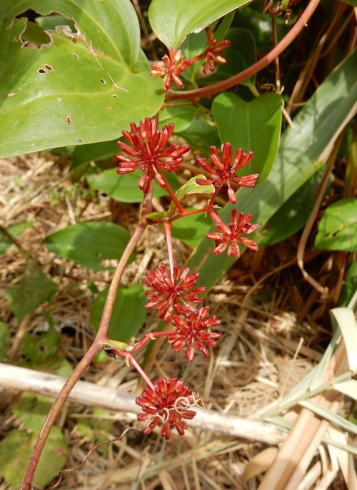 この花 何の花 種子島のブログ