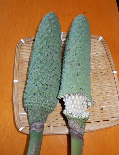 モンステラの実熟す 種子島のブログ