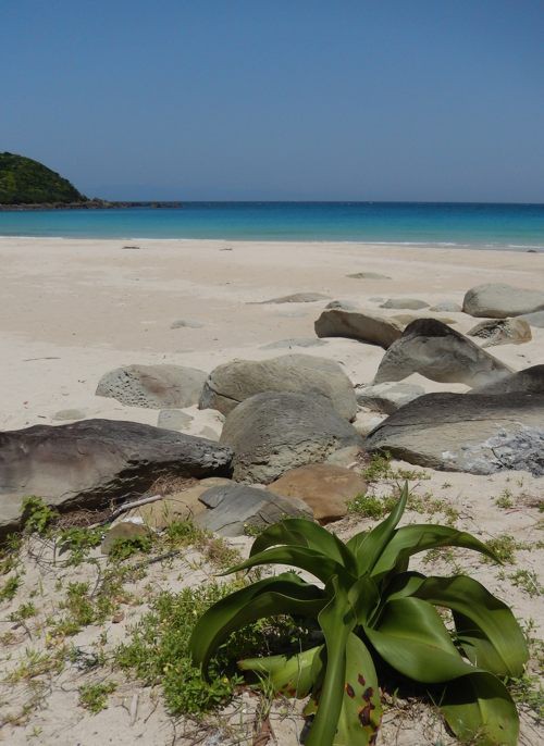 種子島家の家紋 三つ鱗ミツウロコ 種子島のブログ
