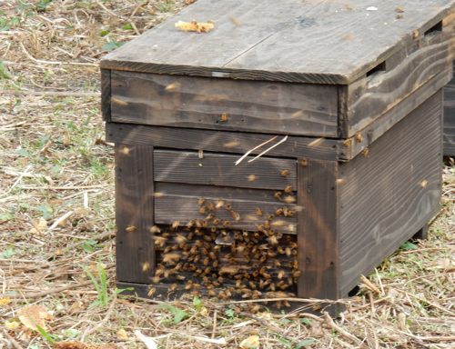 移動養蜂家 種子島のブログ