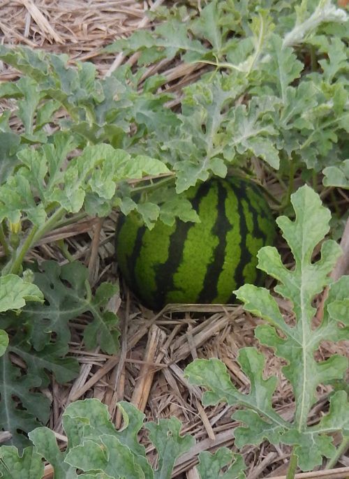 カラスに警戒 種子島のブログ