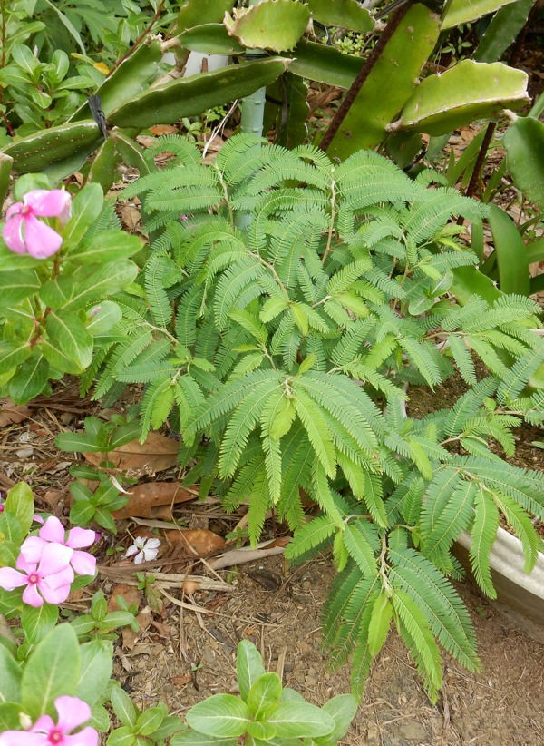 親父 思い出の茶 種子島のブログ