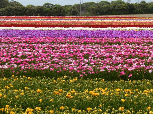 フリージアの球根植え付け終盤 種子島のブログ