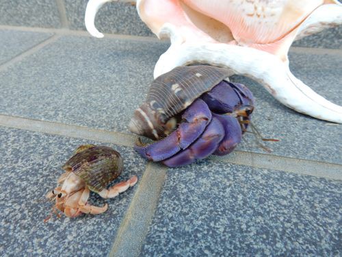 人間と共存したオカヤドカリ 種子島のブログ