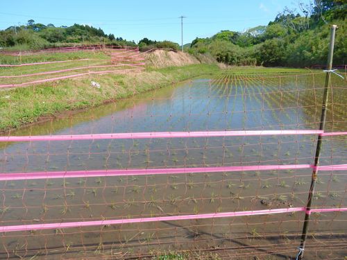 ピンクのテープ 種子島のブログ