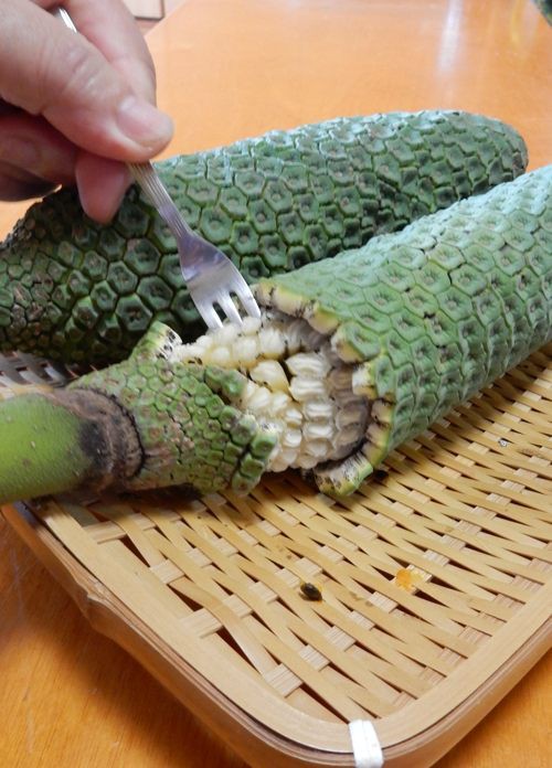 モンステラの実熟す 種子島のブログ