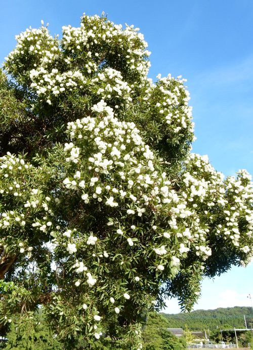 白いブラシの花 満開 種子島のブログ