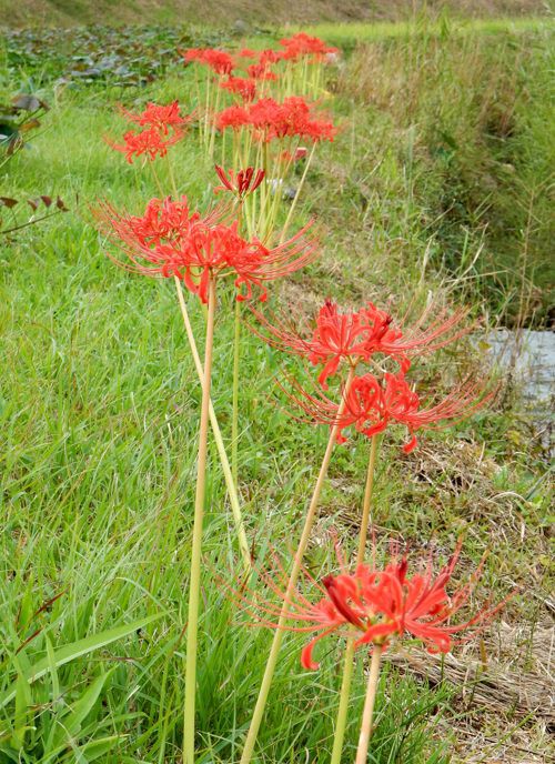 彼岸花 曼殊沙華 種子島のブログ