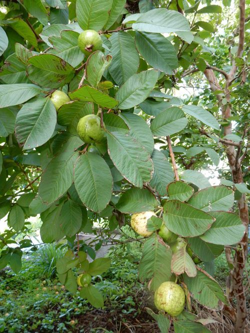 バンジロウ（グァバ）収穫 : 種子島のブログ