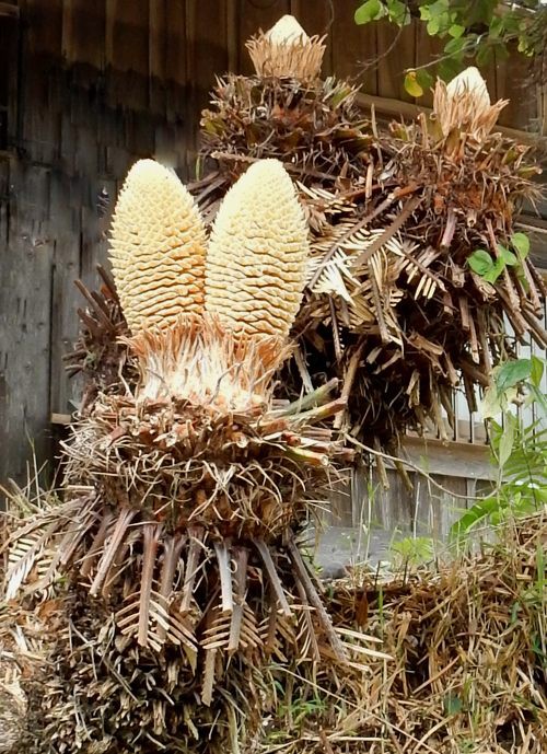 珍ソテツ花 種子島のブログ