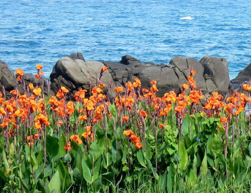 植物 春ウコン秋ウコン花 ウコンの花 種子島のブログ