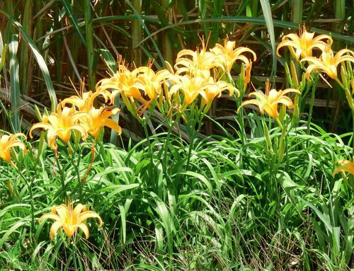 夏の草花 種子島のブログ