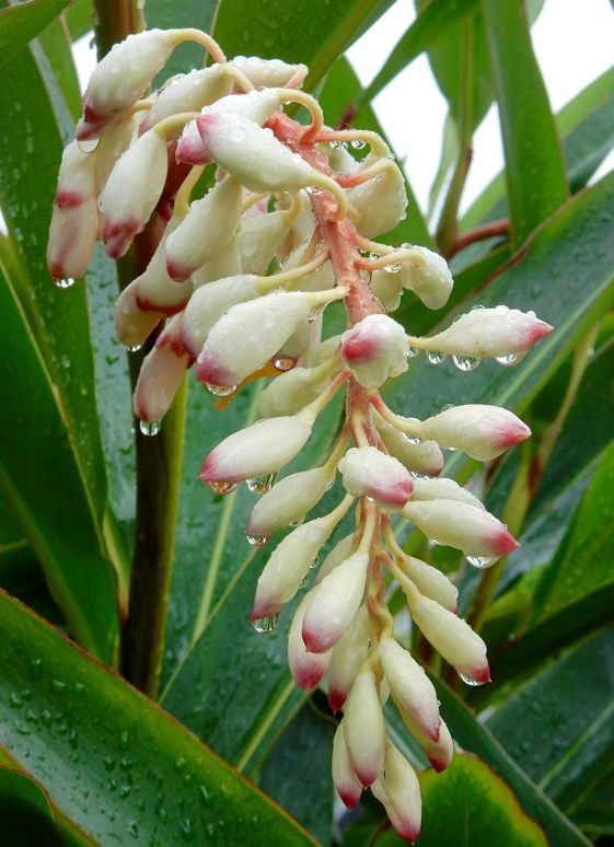 カシワの花 種子島のブログ カシワの花 種子島のブログ