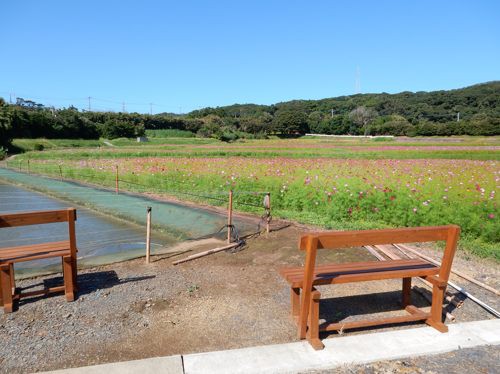 コスモス満開 種子島のブログ