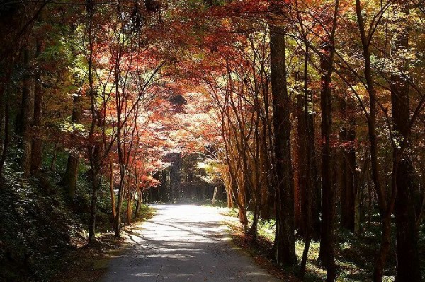 12月3日 木 小国神社 My Diary