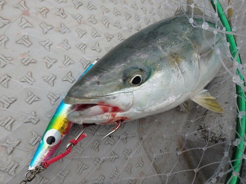 急流の瀬のクダコでジギング : fishing = my life