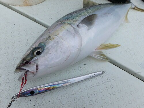 急流の瀬のクダコでジギング : fishing = my life