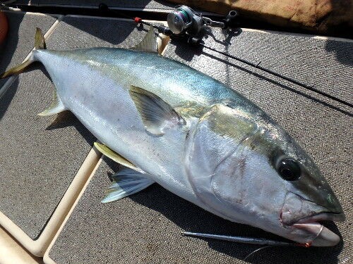 魚ラス様専用 かおり 20キロ その他