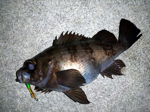 カーブフォールで掛けていくメタルジグの釣り Fishing My Life