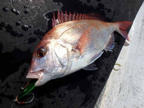 深場でのマダイジギング 大社沖 Fishing My Life
