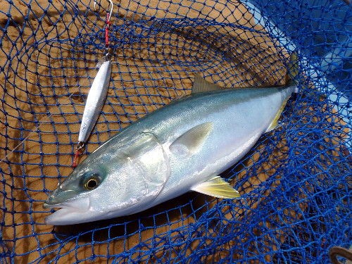 ファットラックでハマチ 角島沖 Fishing My Life