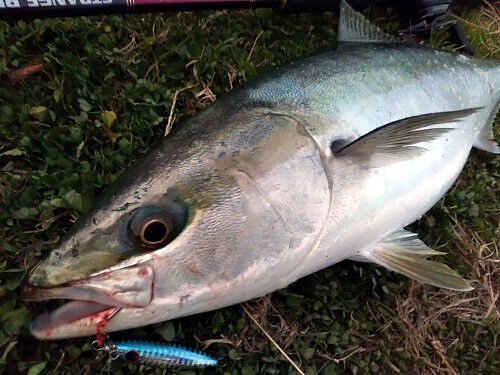 ベイトショアジギングで使いやすいジグ Fishing My Life